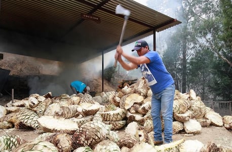 Ley del Mezcal en el Estado de México: Morena propone apoyos fiscales y protección al agave