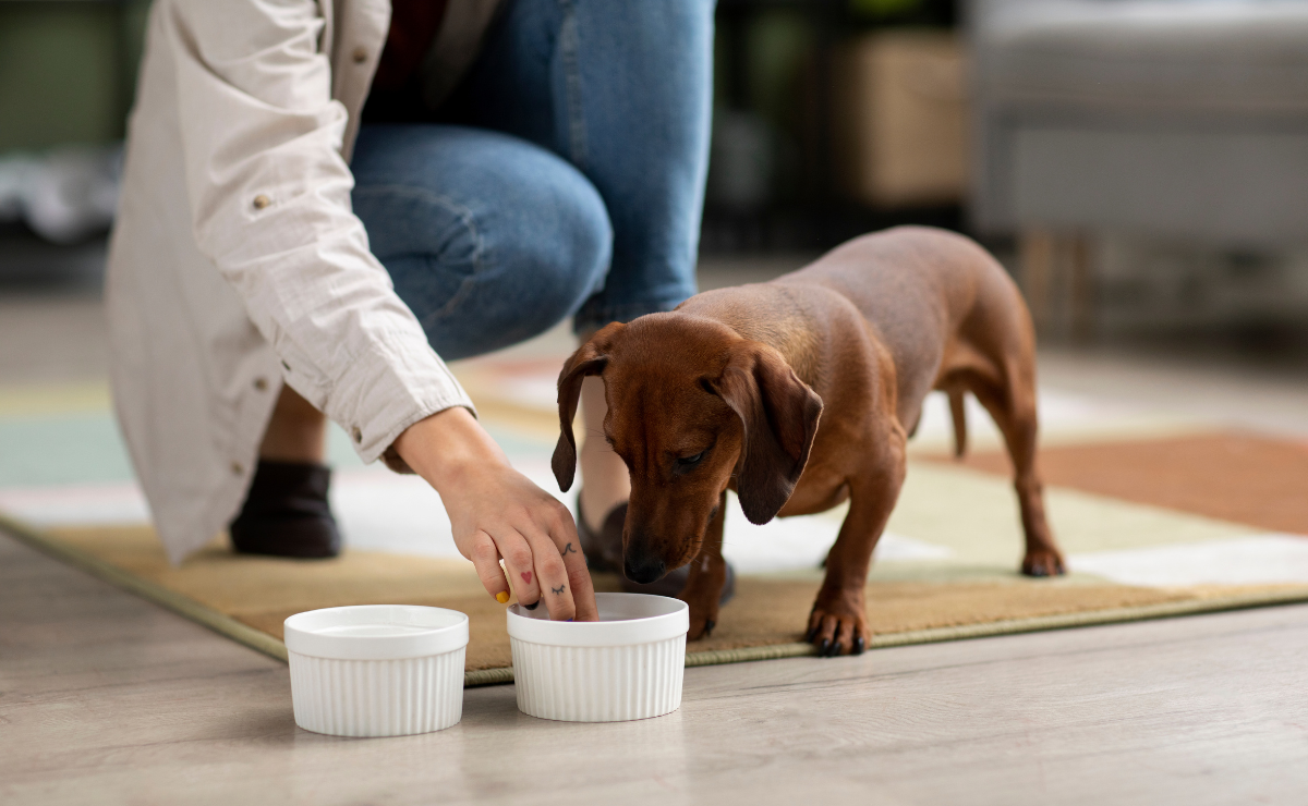 ¿Tu perro también necesita un suéter para el frío? ¡Encuentra el perfecto para él! Foto: Especial