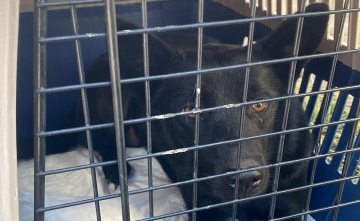El rescate de los perros fue en Toluca y Coacalco / Foto Especial