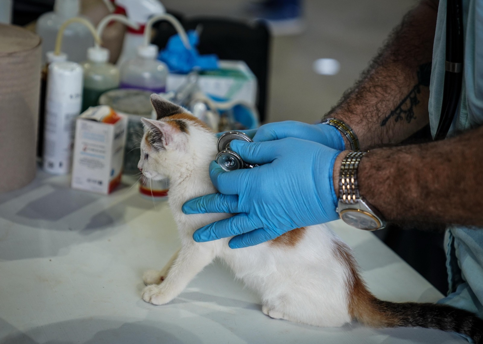 Los animales no regulan su temperatura interna como humanos, lo que puede causar graves daños a su salud e incluso la muerte. Foto Especial