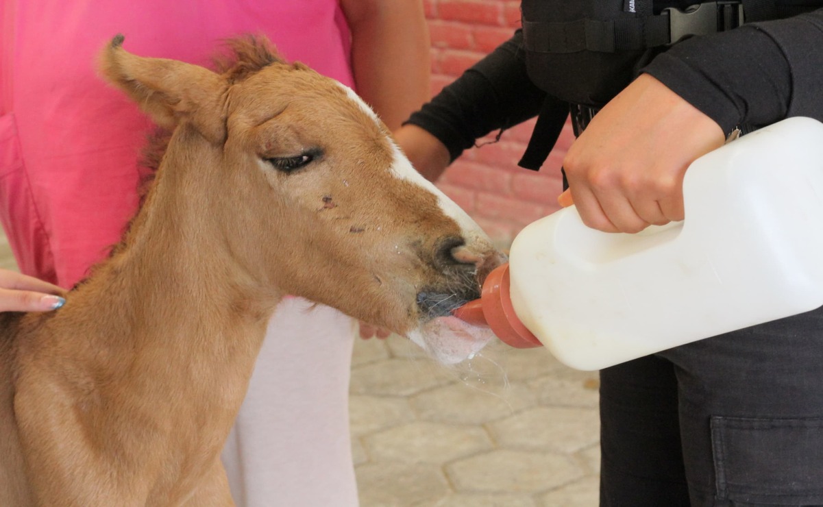 El equino fue trasladado a las instalaciones del agrupamiento de Caballería / Foto: Especial