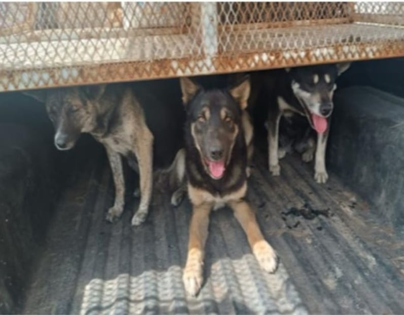 En Otzolotepec, los agentes localizaron a tres canes en condiciones críticas de desnutrición y falta de espacio. Foto Especial