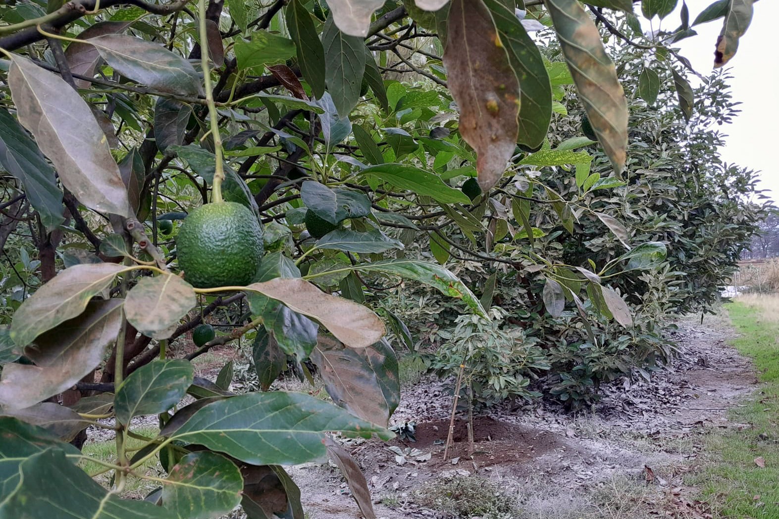 En temporada, los aguacateros llegan a vender más de 300 toneladas. Foto Alejandro Vargas