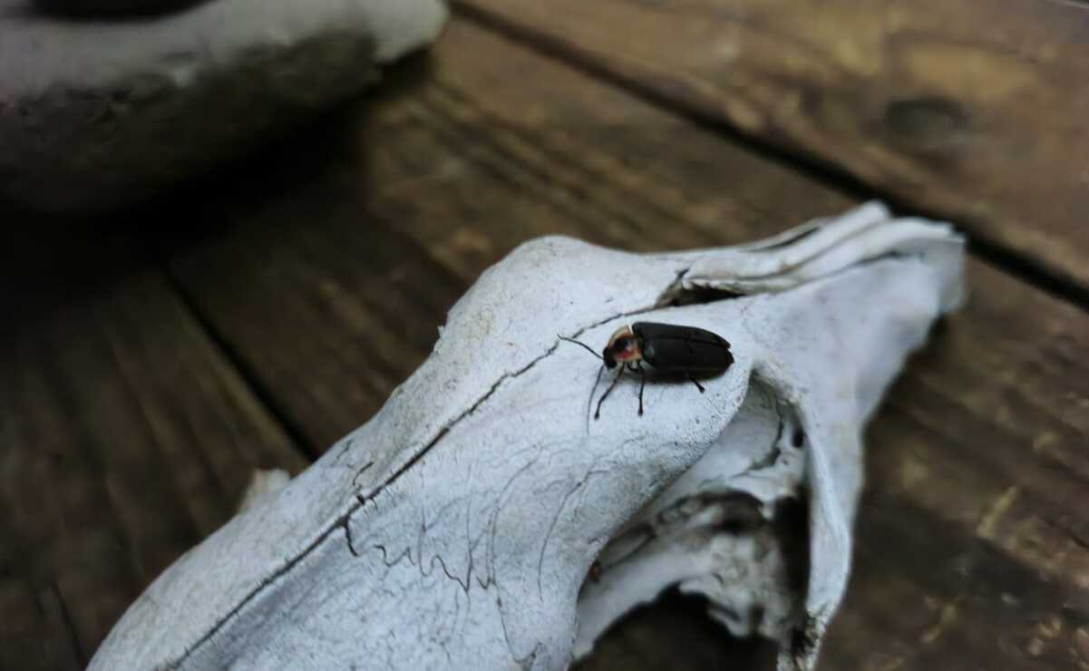 Las luciérnagas son escarabajos que permiten entender el delicado equilibrio de los ecosistemas. Foto: Especial