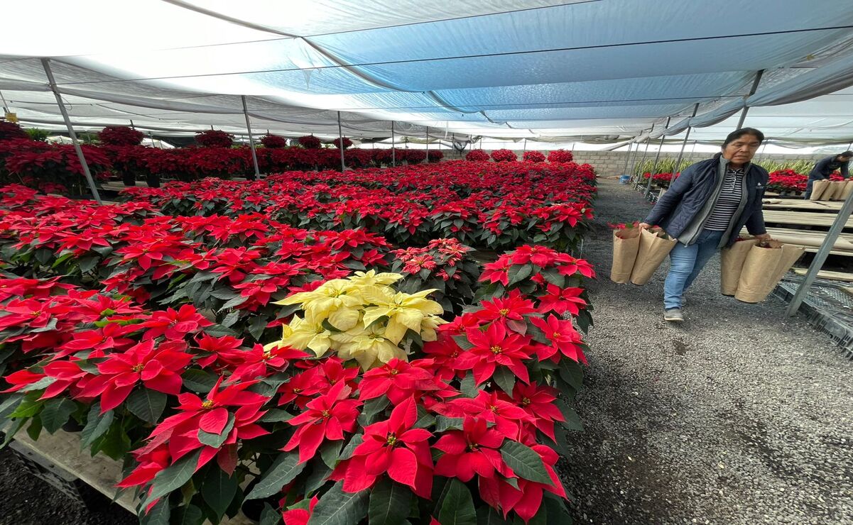 San Lorenzo Tlacotepec se consolida como un referente en la producción de flor de nochebuena. Foto: Michelle Sánchez