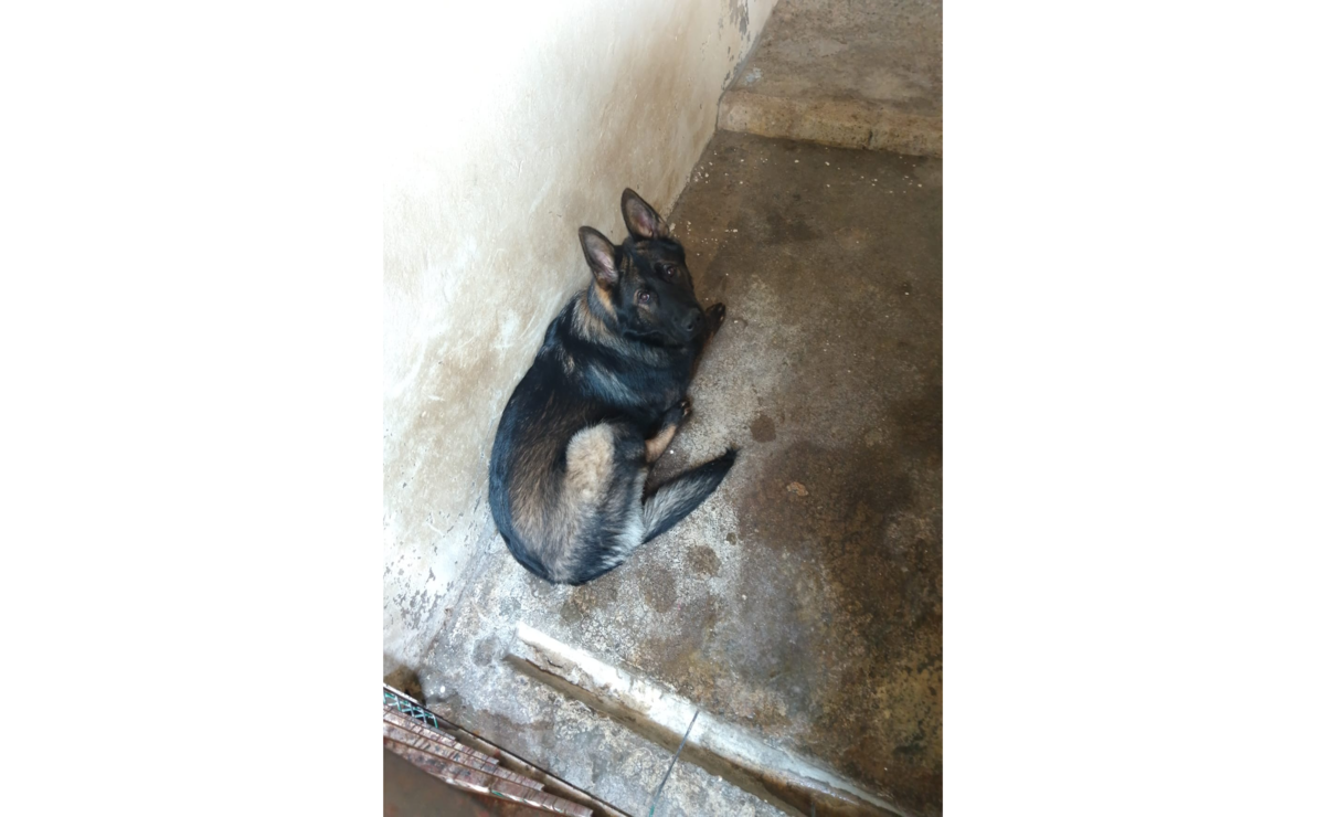 El lomito fue rescatado tras una denuncia ciudadana recibida el pasado 13 de enero. Foto: Especial