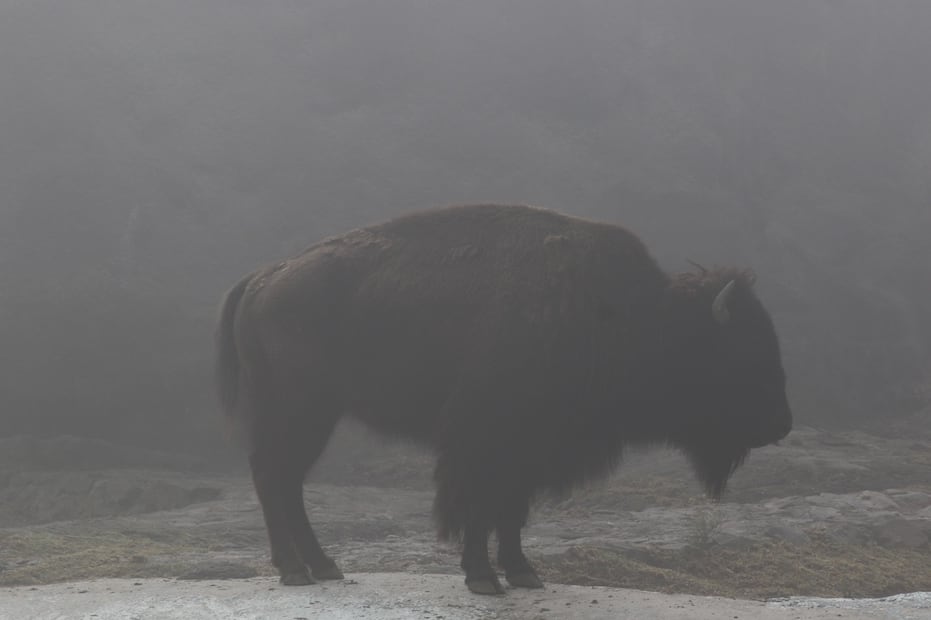 Durante la temporada invernal, las especies salen de sus áreas internas a partir de las 10:30 horas, cuando las condiciones climáticas son más favorables para su exposición. Foto: especial