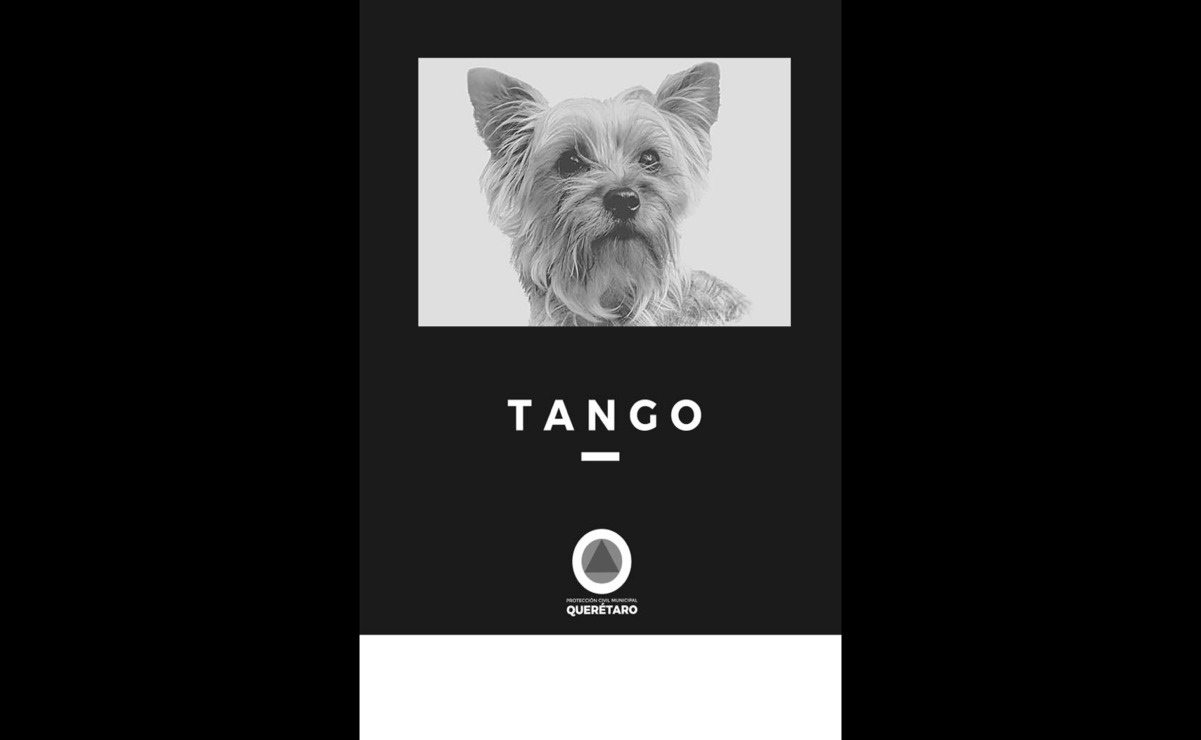 Tango estaba capacitado para atender a personas con ansiedad y estrés. Foto: Especial.