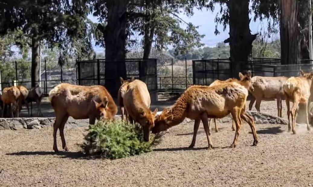 Jesús Frieventh, subdirector de fauna, explica cómo los árboles ayudan a reducir el estrés en especies bajo cuidado humano. Foto Especial