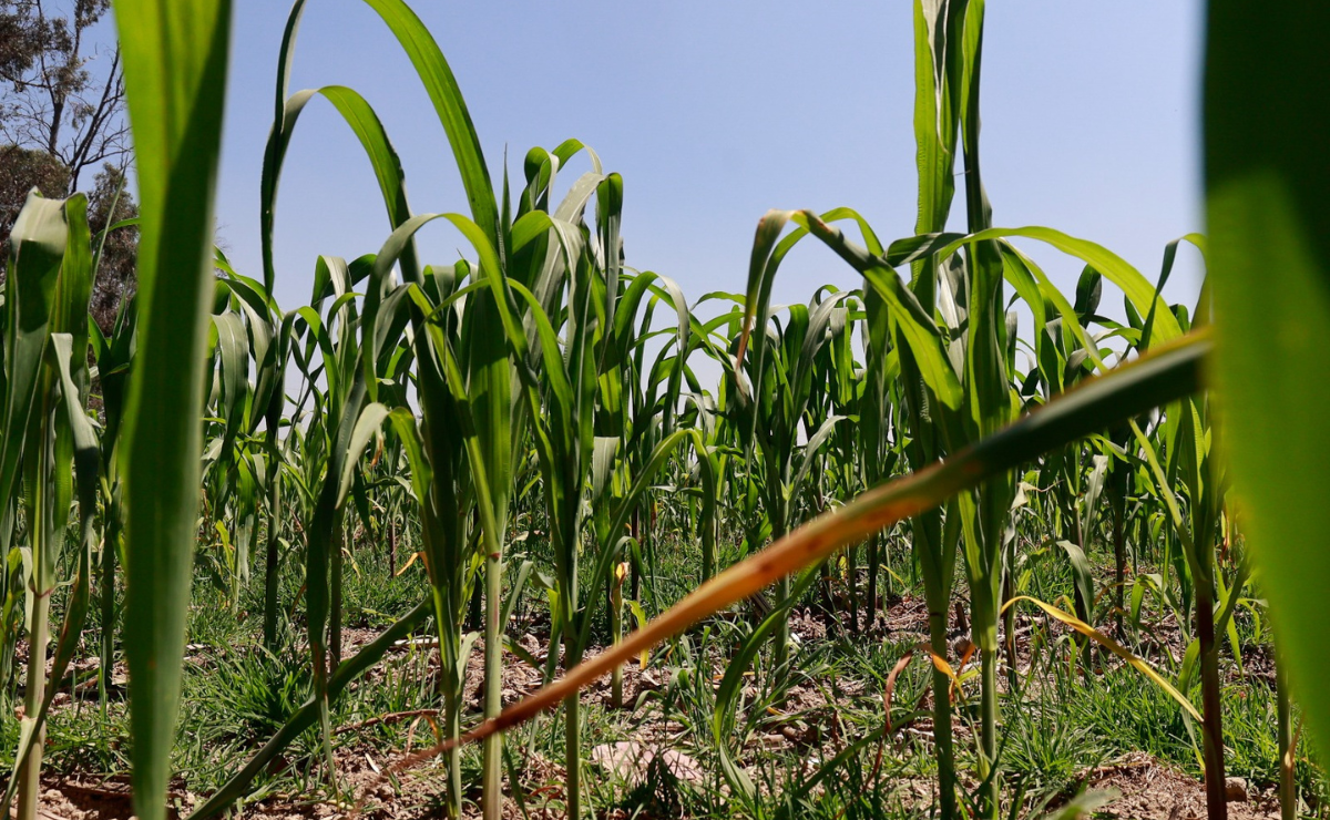 El panorama cambia: el Estado de México se declara libre de sequía. Una noticia clave para el campo mexiquense que recibe apoyo directo. Foto: Archivo