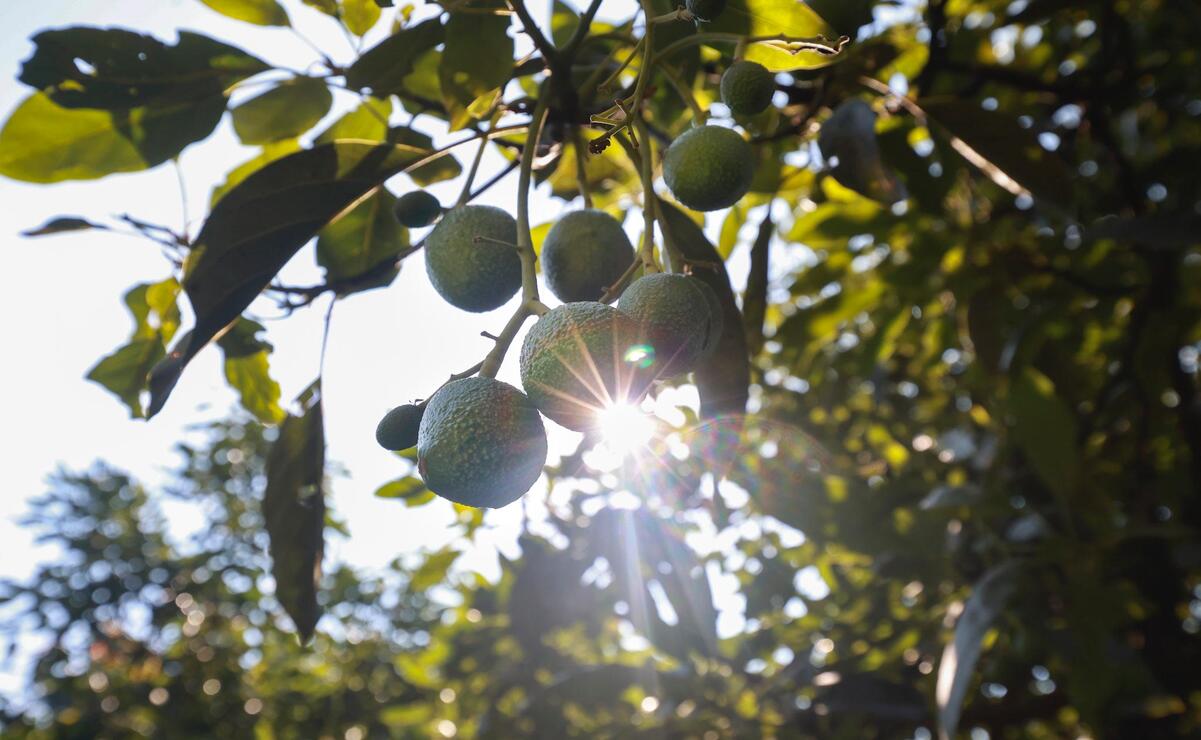 Temascaltepec, cerca de exportar aguacate a Estados Unidos a finales de 2025