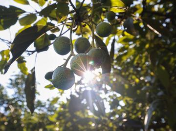 Temascaltepec, cerca de exportar aguacate a Estados Unidos a finales de 2025