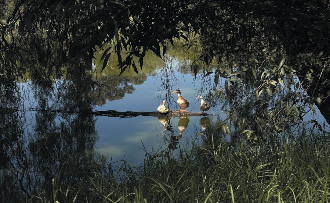 El gobierno de Cuautitlán Izcalli aprobó el Plan de Manejo para el Área Natural Protegida del Lago Espejo de los Lirios / Foto Arturo Contreras