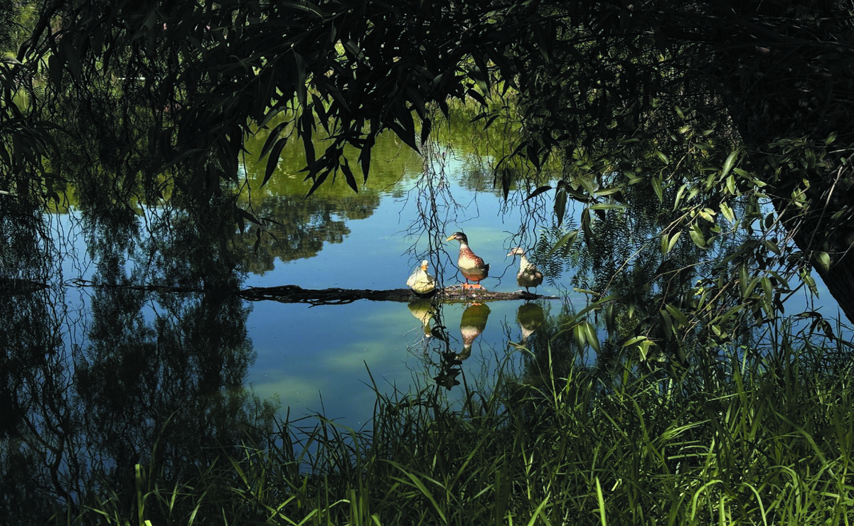 El gobierno de Cuautitlán Izcalli aprobó el Plan de Manejo para el Área Natural Protegida del Lago Espejo de los Lirios / Foto Arturo Contreras