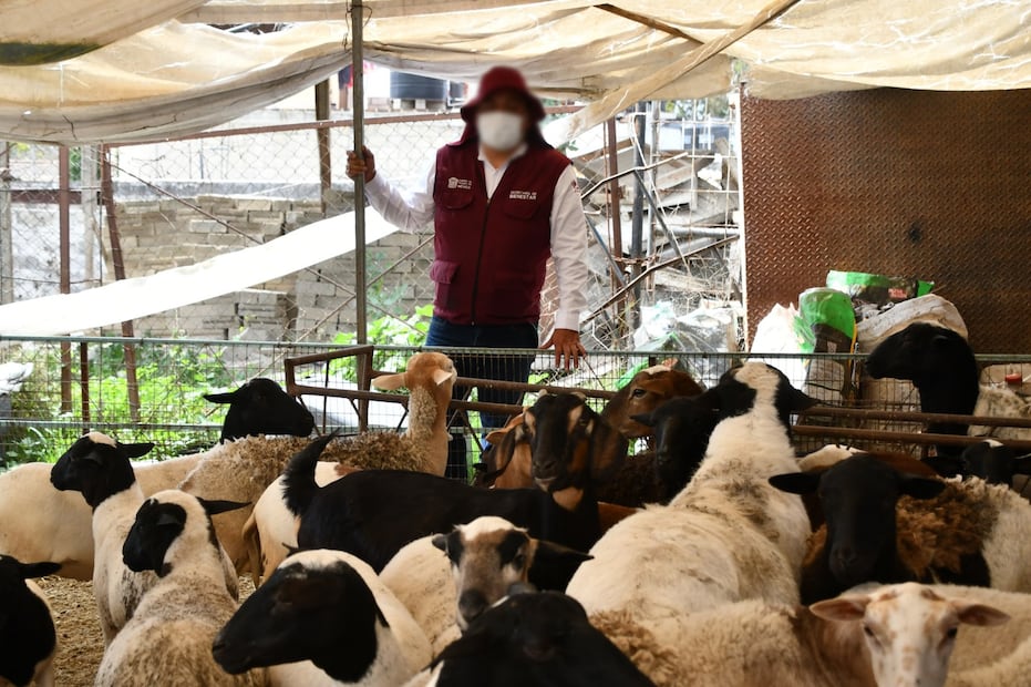 La “Operación Restitución” inició en julio de 2025 para combatir la coacción que ejercen grupos criminales o individuos hacia la ciudadanía. Foto. Especial