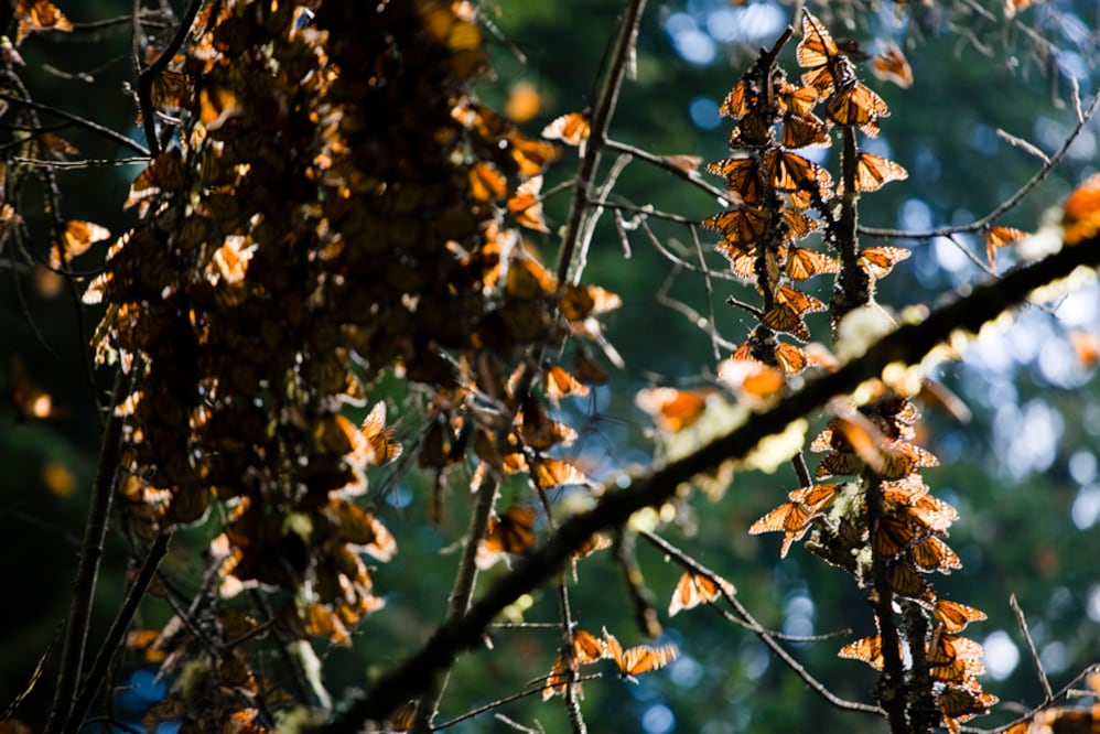 El Santuario de la Mariposa Monarca se ubica en el Edomex y Michoacán. Foto Especial