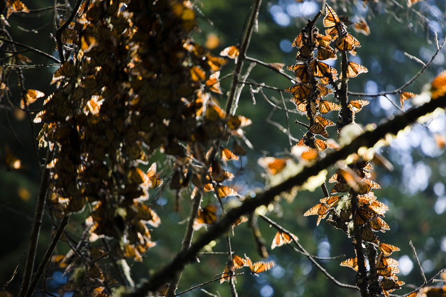 La Ruta de la Mariposa Monarca: un tesoro natural del Edomex