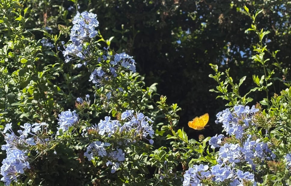 El jardín no solo alberga mariposas, sino que es un punto de encuentro para colibríes, abejas y abejorros esenciales para el ecosistema. Foto Especial