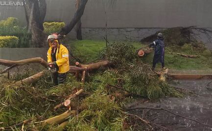 Lluvia derriba árboles, cables y techos en Tlalnepantla e inunda Tultitlán