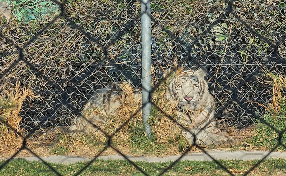 Elementos de la policía estatal y municipal mantienen un cerco de seguridad tras el intento de sustracción de ejemplares en el refugio. Foto Especial