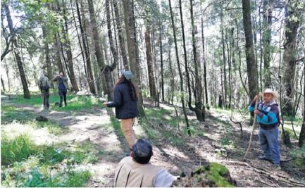 Cierran santuario de Mariposa Monarca en Jiquipilco