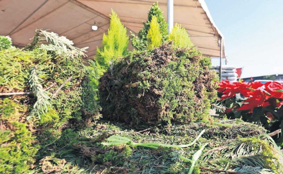 El musgo y el heno se comercializan principalmente en la temporada navideña. Foto: Alejandro Vargas