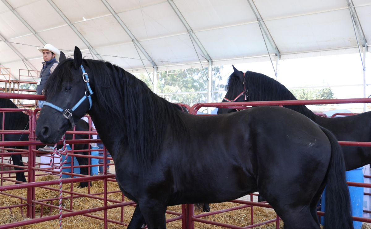 El campo mexiquense en su máxima expresión: ¡Feria Agropecuaria en Almoloya de Juárez! Foto: Roberto Guerrero