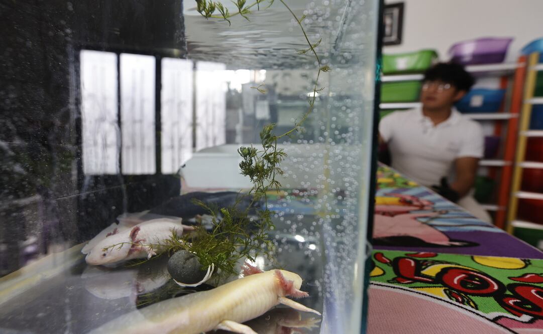 En este sitio se reproducen especies de ajolotes para posteriormente ofrecerlos en adopción / Foto Jorge Alvarado