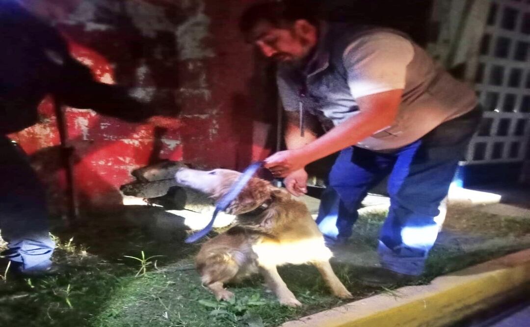 Al encontrarse en riesgo inminente de perder la vida, el lomito fue asegurado y resguardado por una protectora animal independiente. Foto: PROPAEM / FB