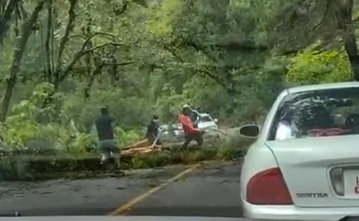 La tala se ha extendido hasta las carreteras / Foto: Especial