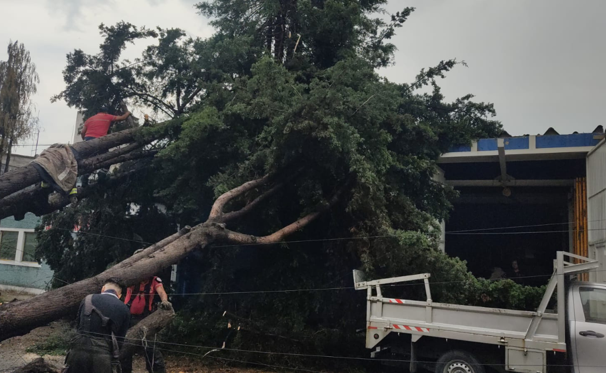 Toluca responde rápido a caída de árboles por lluvia. Foto: Especial