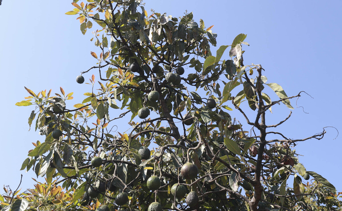 El aguacate que cultivan lo venden a intermediarios de Michoacán para que sea exportado. Foto: Alejandro Vargas