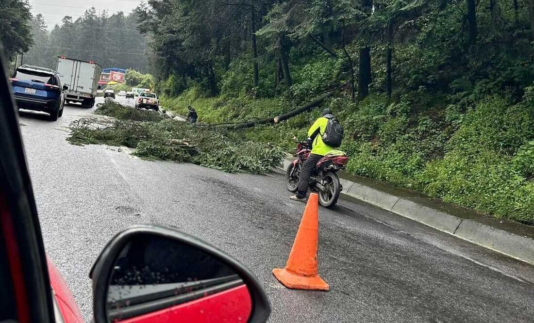 En la México-Toluca cayó un árbol / Foto Especial