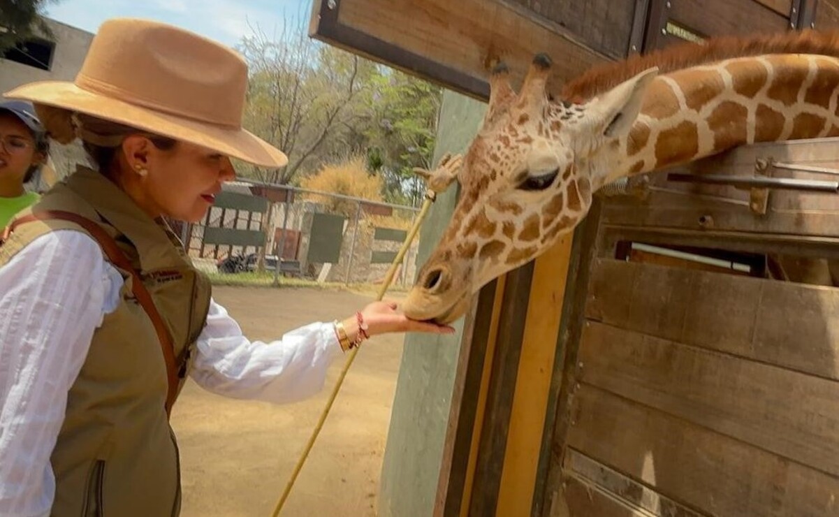 El Zoológico de Guadalajara es considerado uno de los mejores del país por sus programas de reproducción y de investigación científica. Foto: Especial