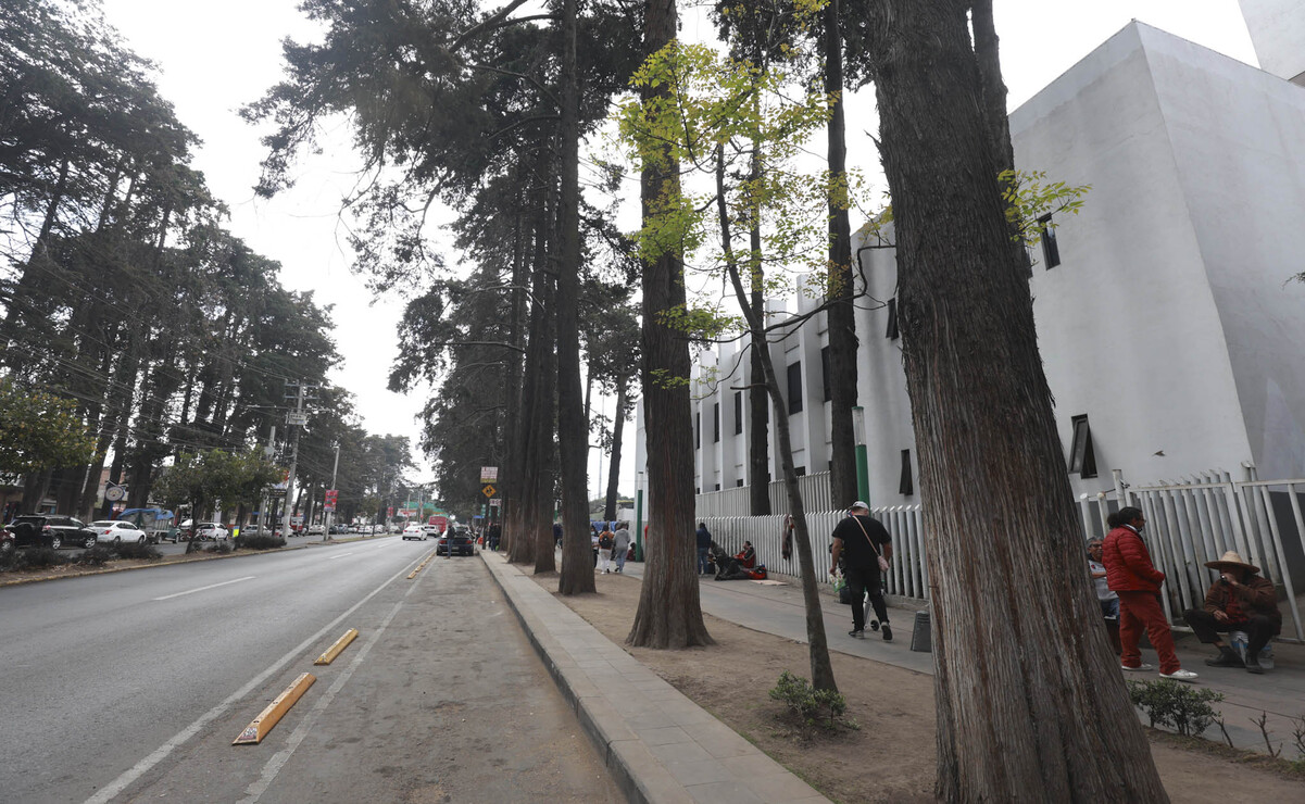El Ayuntamineto de Toluca buscará trabajar de la mano con la UAEMéx para determinar las mejores opciones para retirar los árboles que afectan las banquetas y calles de Toluca. Foto: Alejandro Vargas / El Universal Estado de México