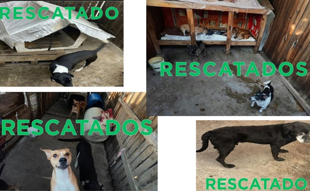El cateo se realizó después de una denuncia anónima por posible maltrato animal. Foto especial
