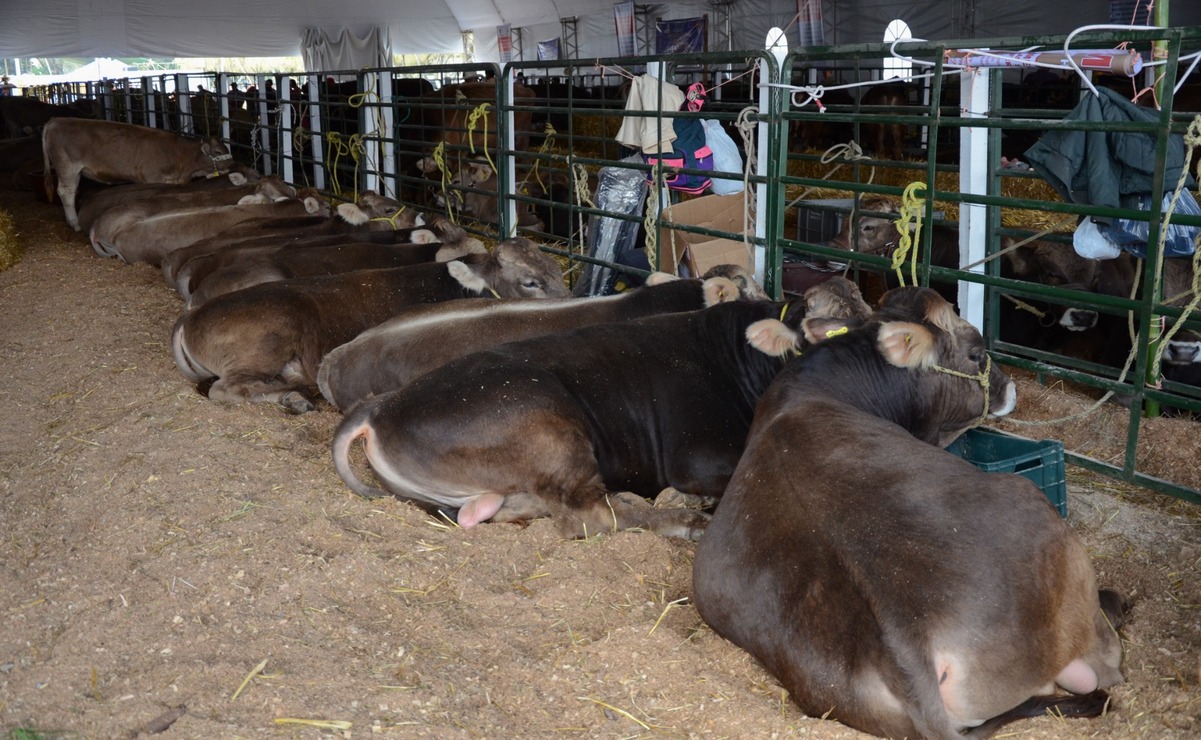 Detienen tuberculosis bovina y brucelosis exportación de carne del Edomex