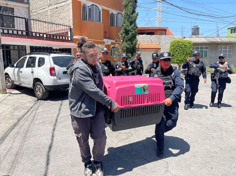 El presunto dueño no contaba con la documentación para la posesión legal del animal. Foto Especial