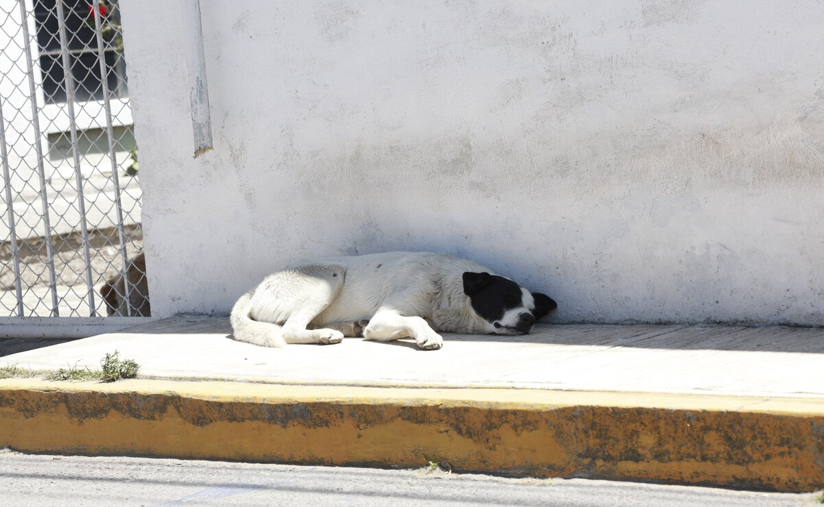 No todos los animales que deambulan en la calle carecen de un hogar: algunos tienen dueños irresponsables que los dejan salir sin supervisión. Foto: Alejandro Vargas