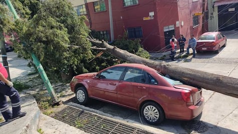 Árbol aplasta vehículo y causa destrozos en barrio de Toluca
