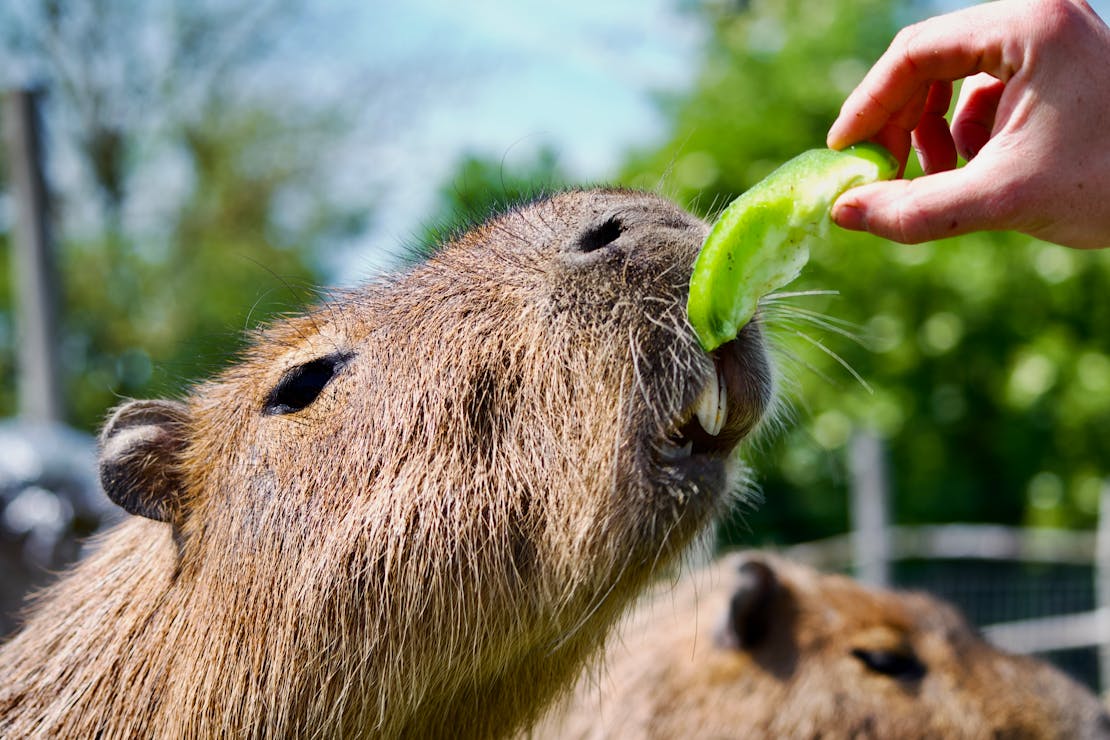 Los capibaras, con su tranquila naturaleza y su carácter amistoso, siguen siendo un enigma fascinante para muchos. Foto: Pexels