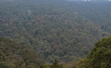 ¡Un respiro para nuestros pulmones! CDMX y Edomex se unen para rescatar bosques metropolitanos