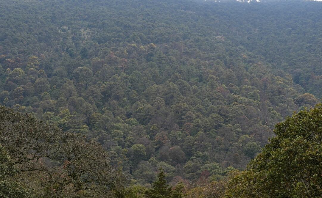 El plan contempla la transferencia de semillas endémicas / Foto: Arturo Hernández