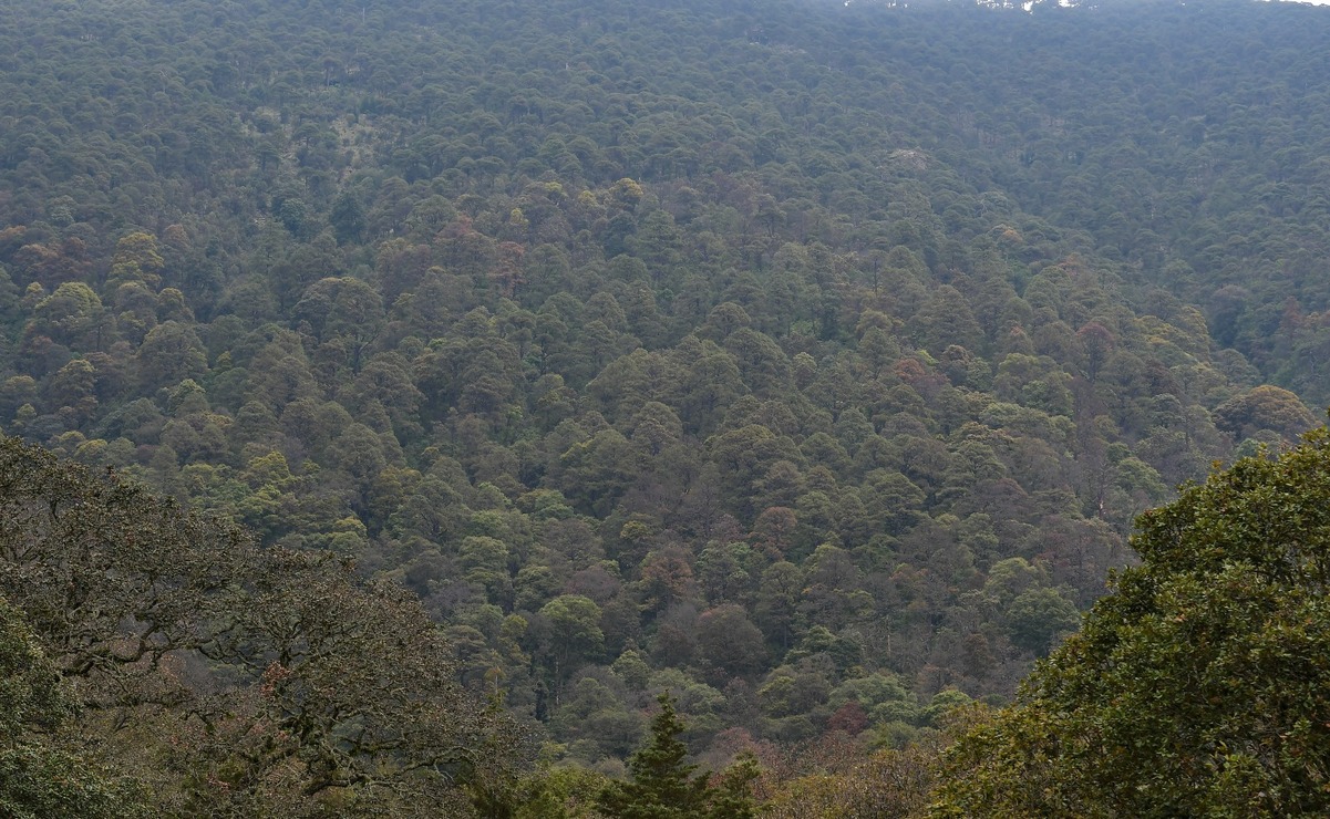 ¡Un respiro para nuestros pulmones! CDMX y Edomex se unen para rescatar bosques metropolitanos