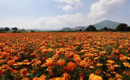 Edomex alista más de 1 millón de macetas de cempasúchil para ofrendas de Día de Muertos