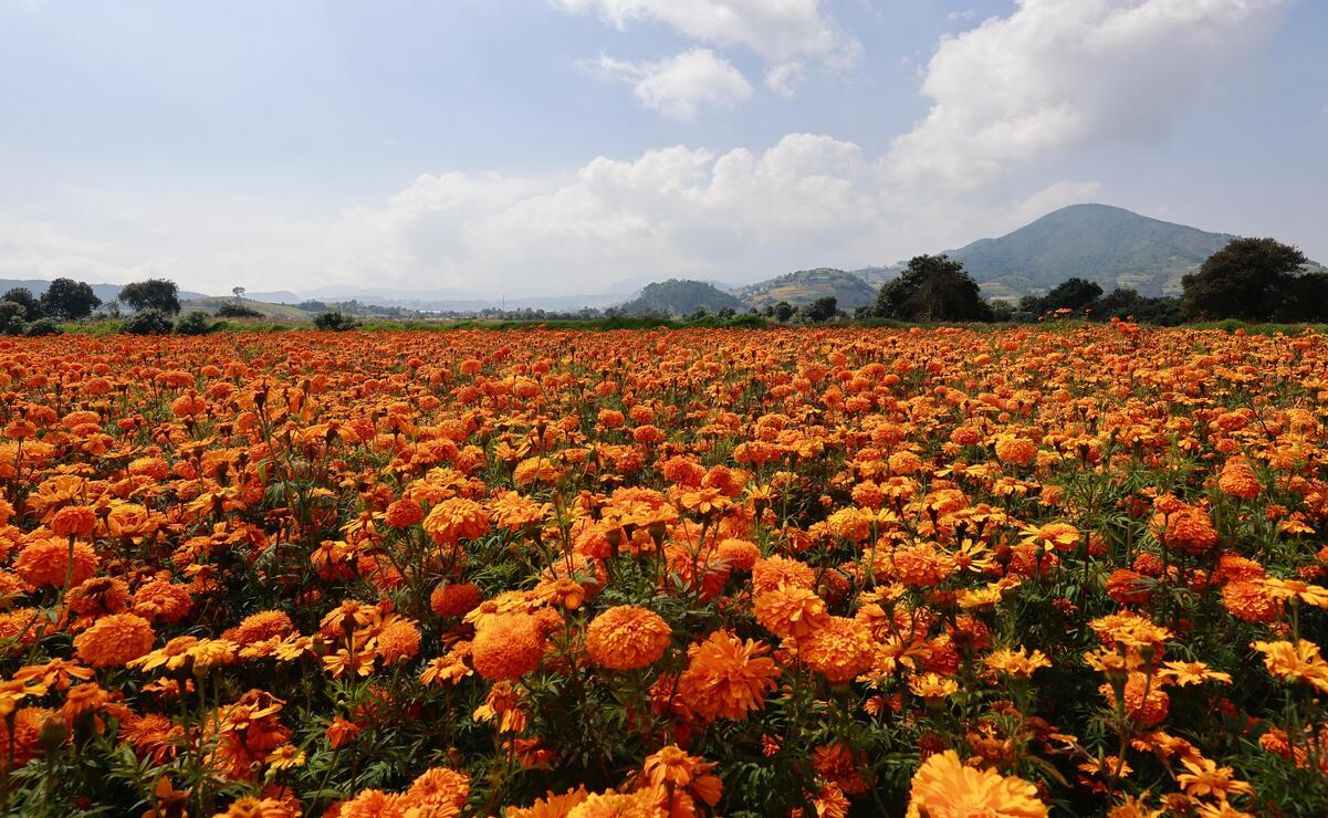 Se alistan un millón de macetas en cempasúchil y 122 mil manojos / Foto Alejandro Vargas 