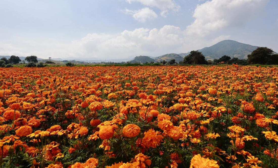 Se alistan un millón de macetas en cempasúchil y 122 mil manojos / Foto Alejandro Vargas