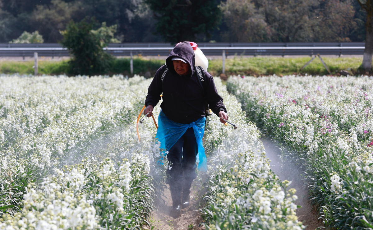 Tu plato seguro: 75 millones para combatir plagas en el campo mexiquense. Foto: Alejandro Vargas