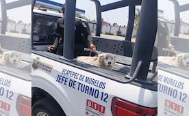 Rescatan a perro atrapado en canal de aguas negras en Ecatepec