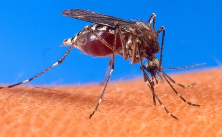 Registra Edomex un descenso por dengue y 34 contagios en lo que va del año